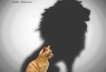 Positive Attitude: A Successful Formula