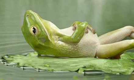 Going With The Flow: Transition As A Way Of Life